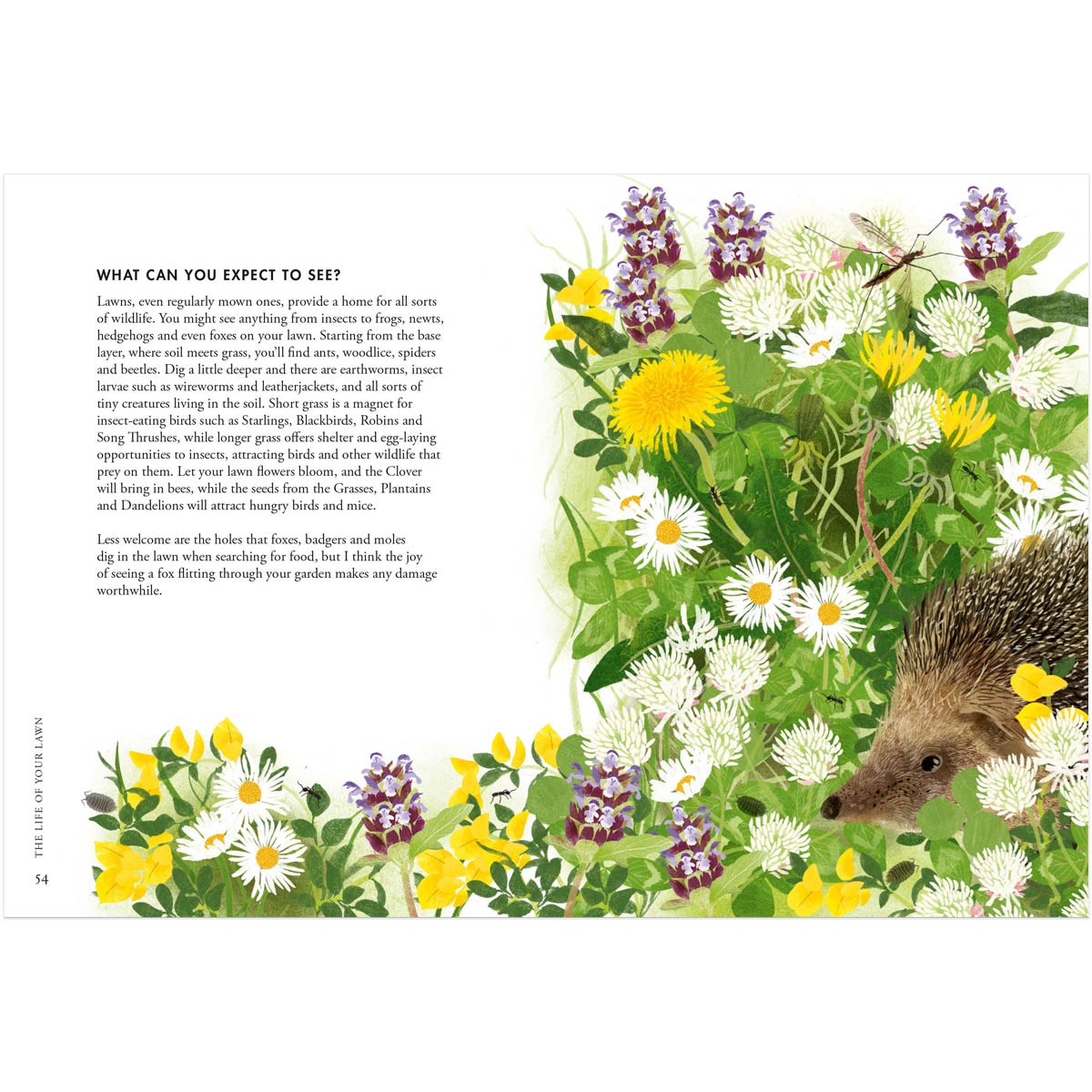 PLANTING WILDFLOWERS: A GROWERS GUIDE BY Jane Moore