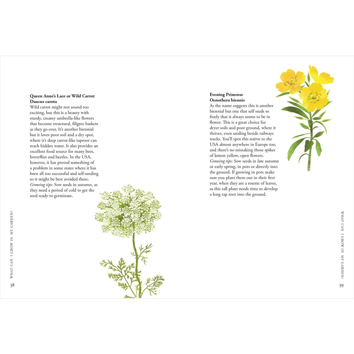 PLANTING WILDFLOWERS: A GROWERS GUIDE BY Jane Moore