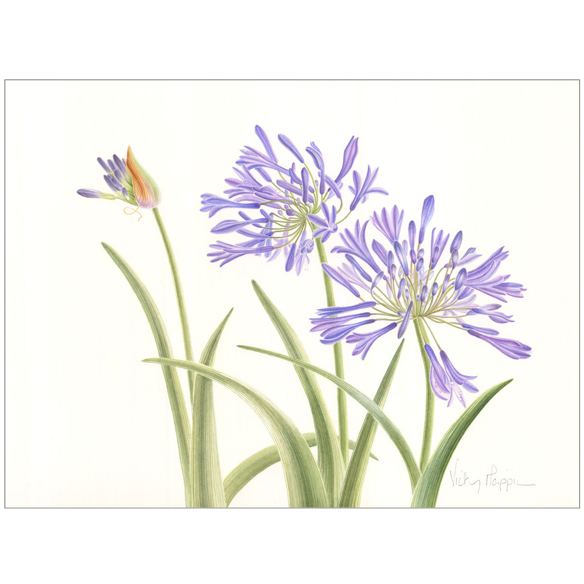 Agapanthus Painting By Vicky Mappin