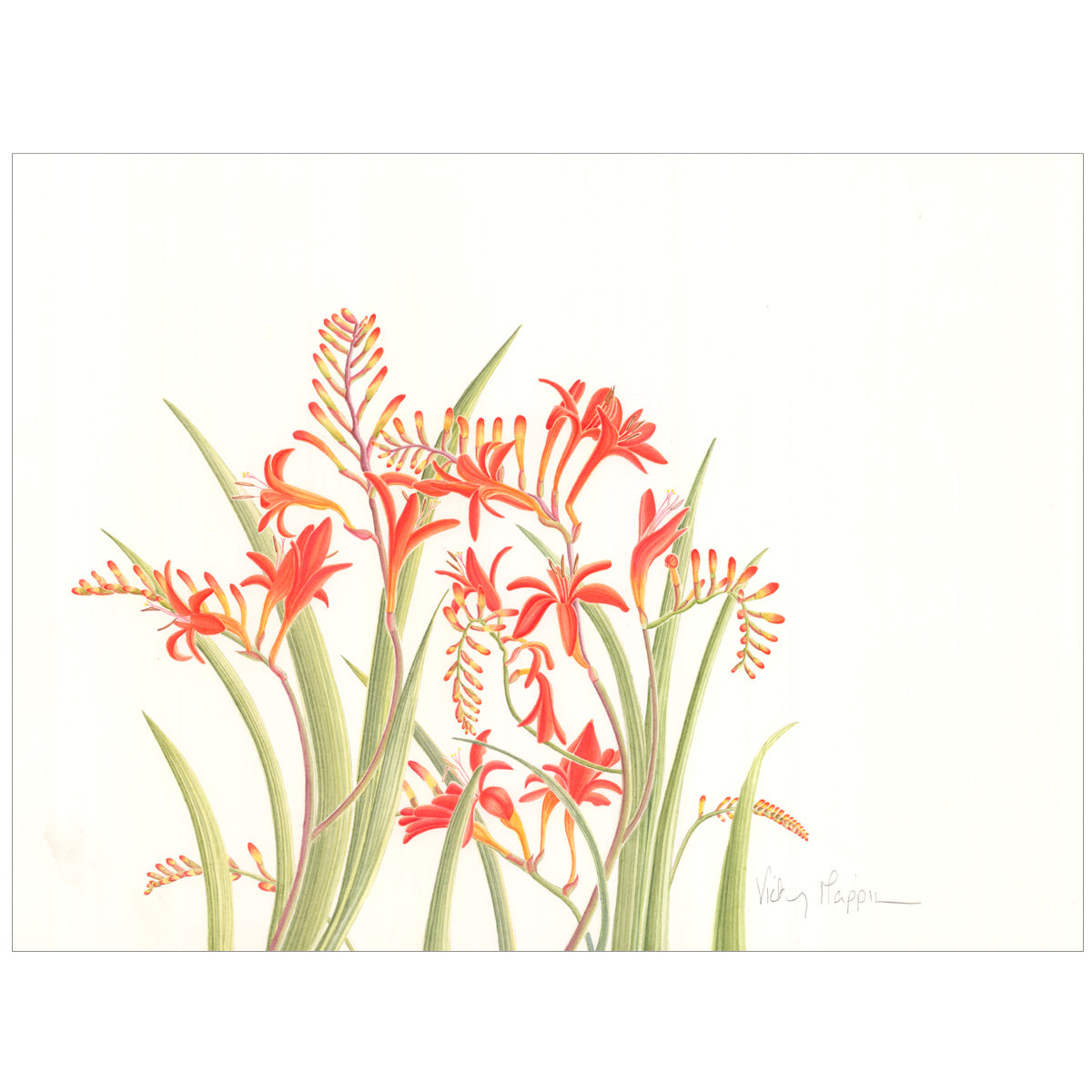 Crocosmia Painting By Vicky Mappin