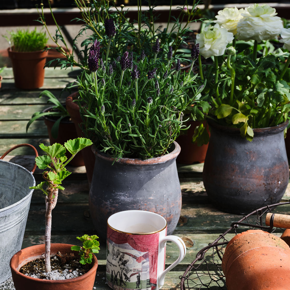 Vintage Herb Pot Glyndebourne Shop